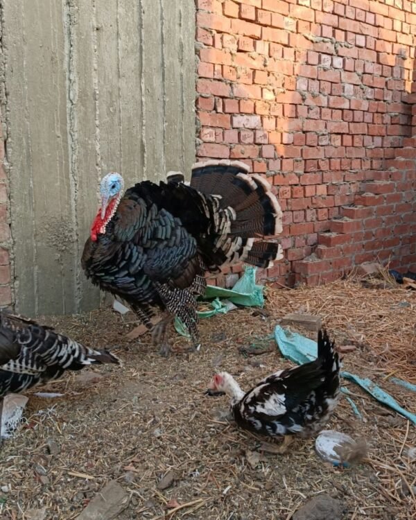 WhatsApp Image 2026-09-17 at 3.10.59 AM Male Standard Bronze Turkey Toms