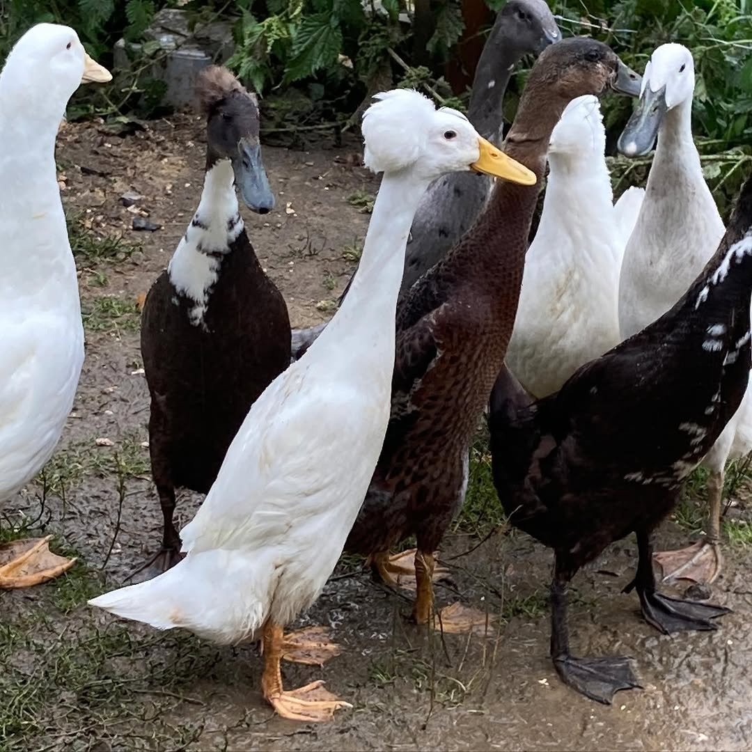 ducks for sale