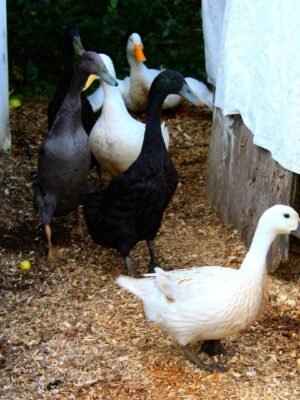 Indian Runner Ducks