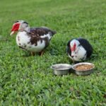 Muscovy Ducks