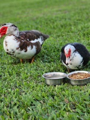 Muscovy Ducks