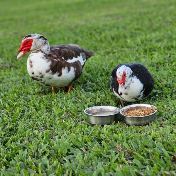 WhatsApp Image 2026-09-18 at 12.11.17 PM Muscovy Ducks