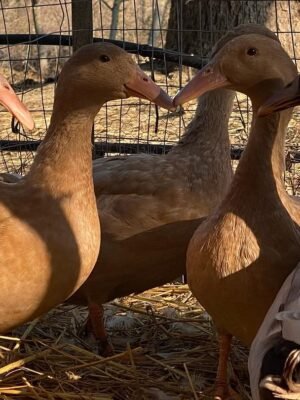 Hook Bill Ducks