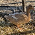 Hook Bill Ducks